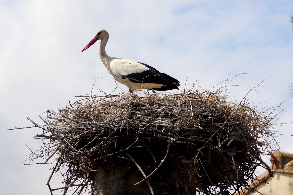 Ciguea en Aiguamolls de l\'Empord