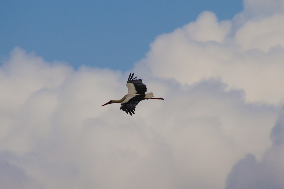 Cicguea volando