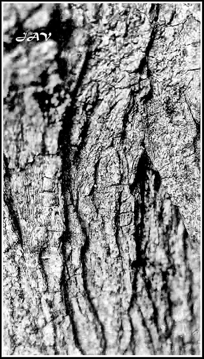 Detalles de una corteza de rbol.