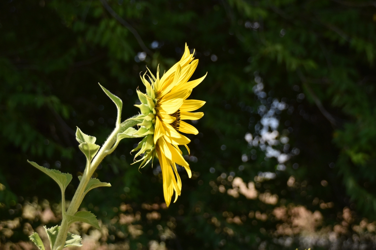 Helianthus annuus - Girasol