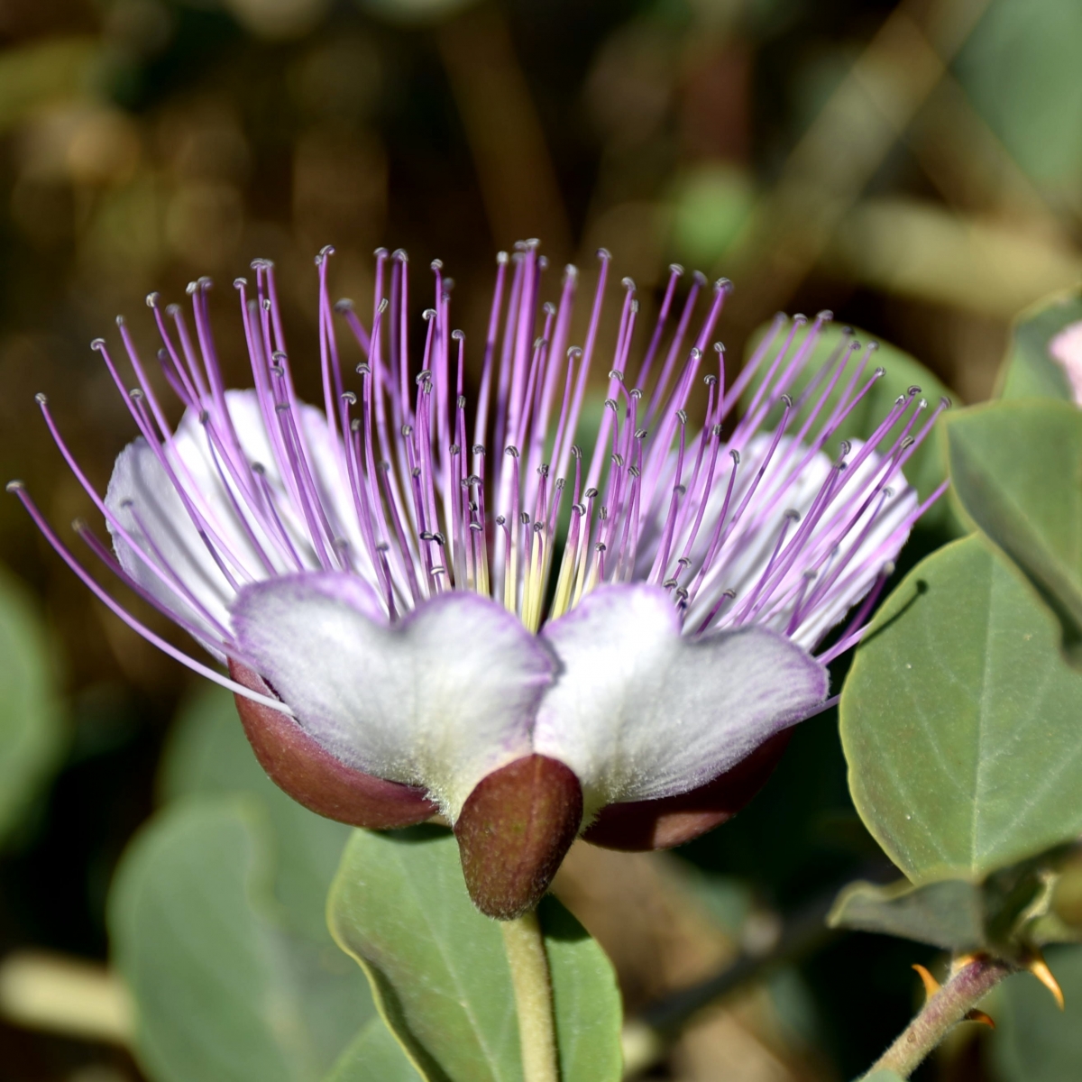 Capparis spinosa - Alcaparra