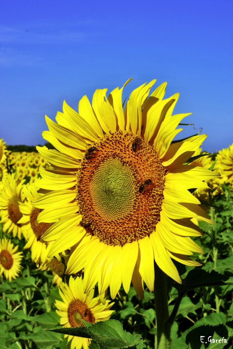 Los Girasoles