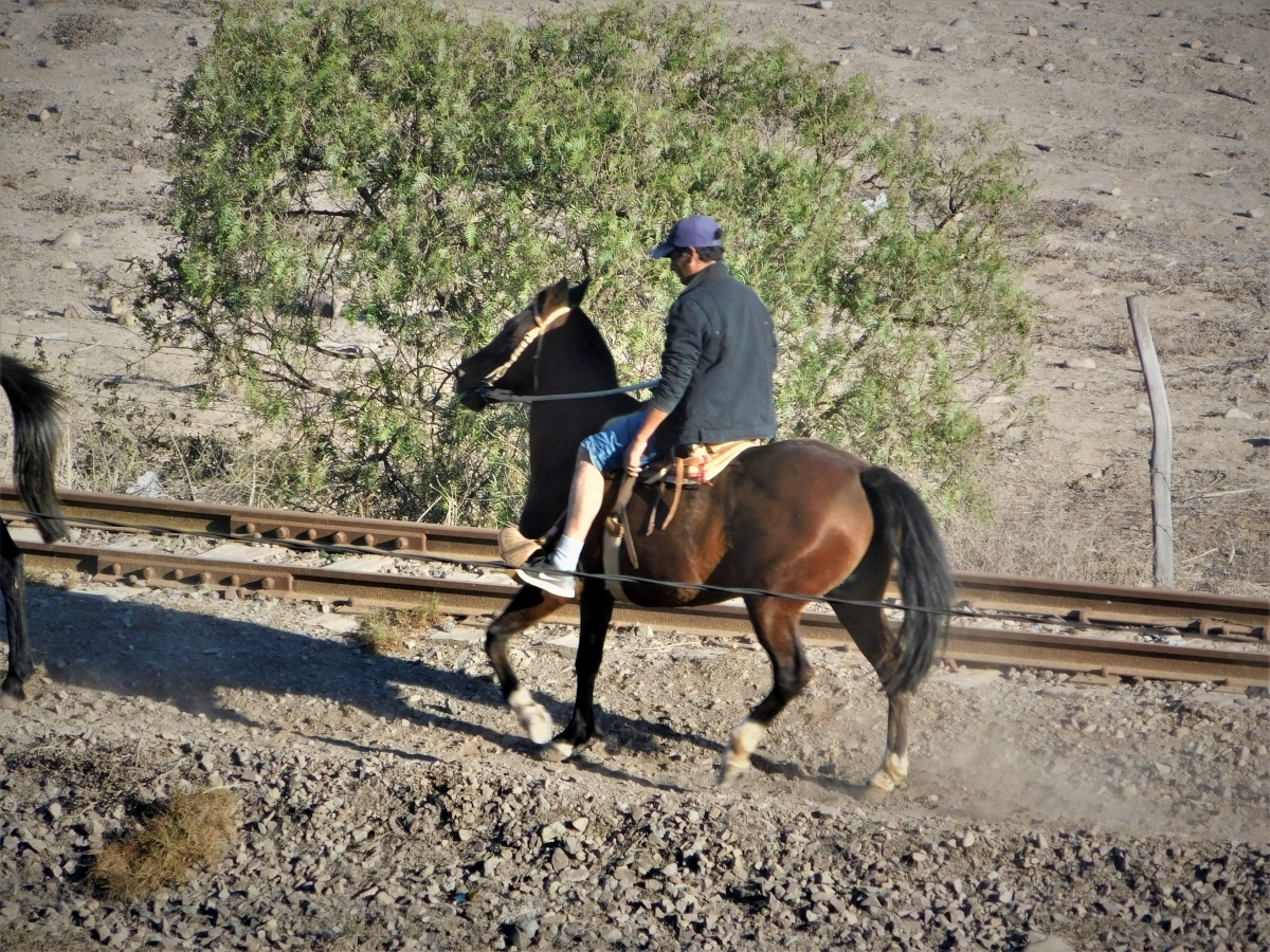 Ginete a caballo