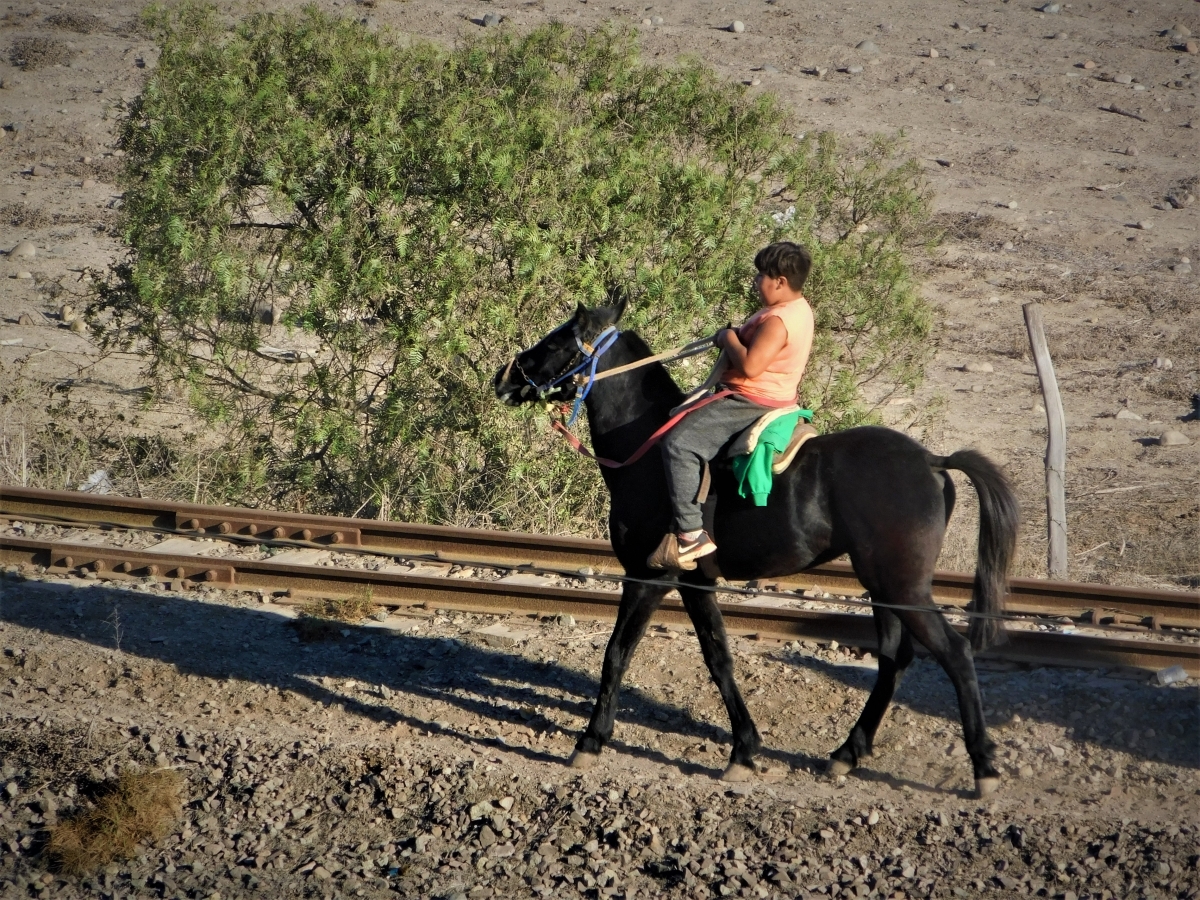 Vaquero a caballo