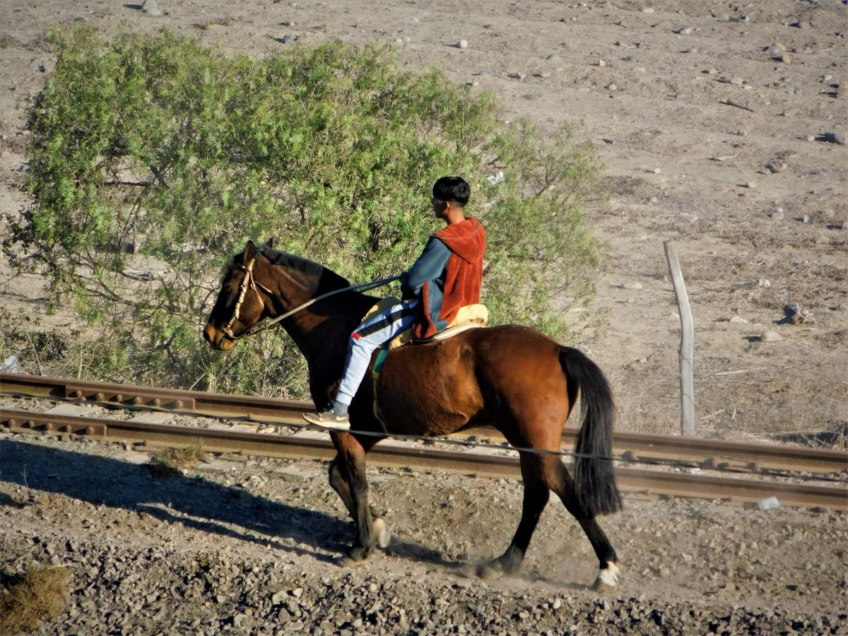 Vaquero a caballo 2