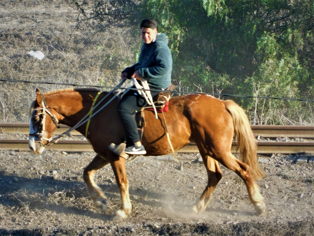 Vaquero a caballo 3