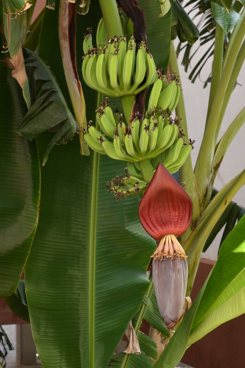 Flor y fruto del pltano