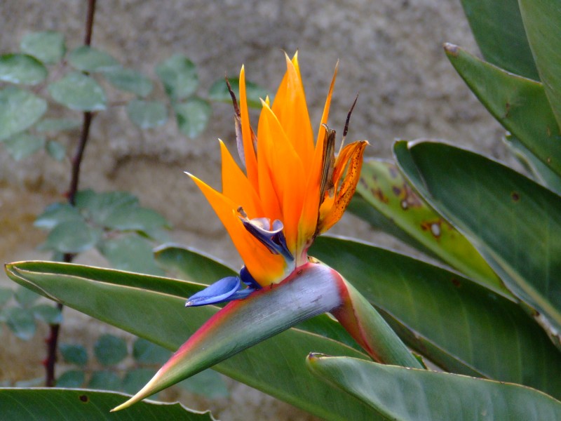 la flor de canarias