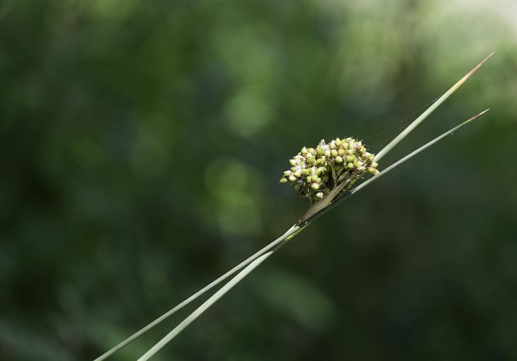 FLOR DE VIM