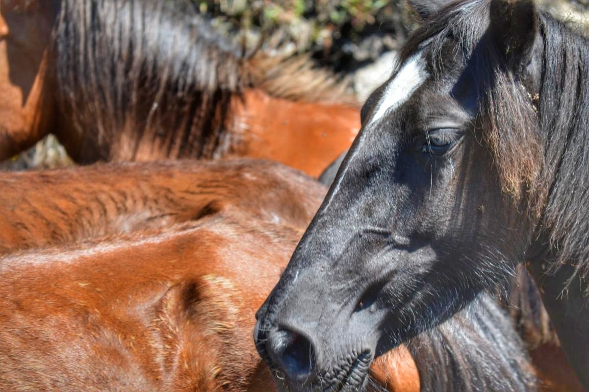 Rapa das Bestas de Sabucedo. A Estrada (pontevedra, Galicia) Festa de interese turstico internacional. Caballos 2018 byJOM