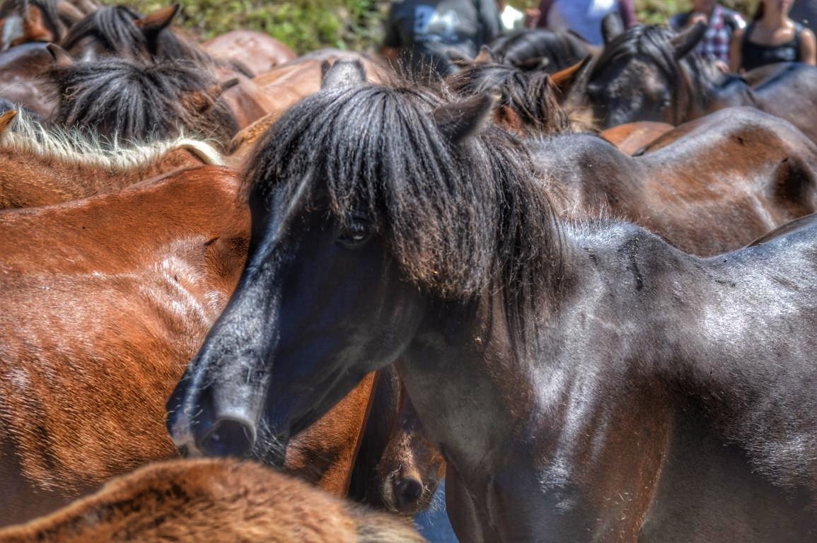 Rapa das Bestas de Sabucedo. A Estrada (pontevedra, Galicia) Festa de interese turstico internacional. Caballos 2018