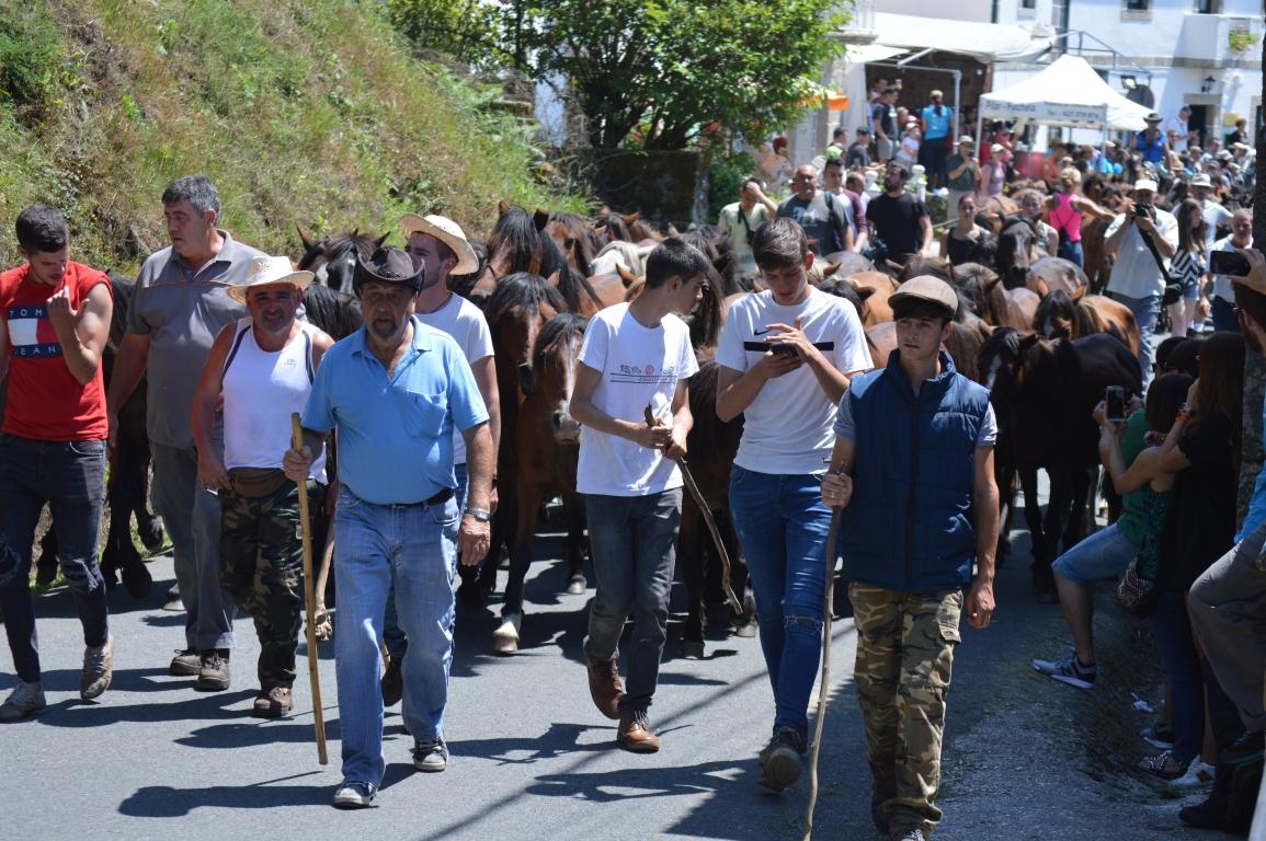 Rapa das Bestas de Sabucedo. A Estrada (Pontevedra, Galicia) Festa de interese turstico internacional. Caballos 2018