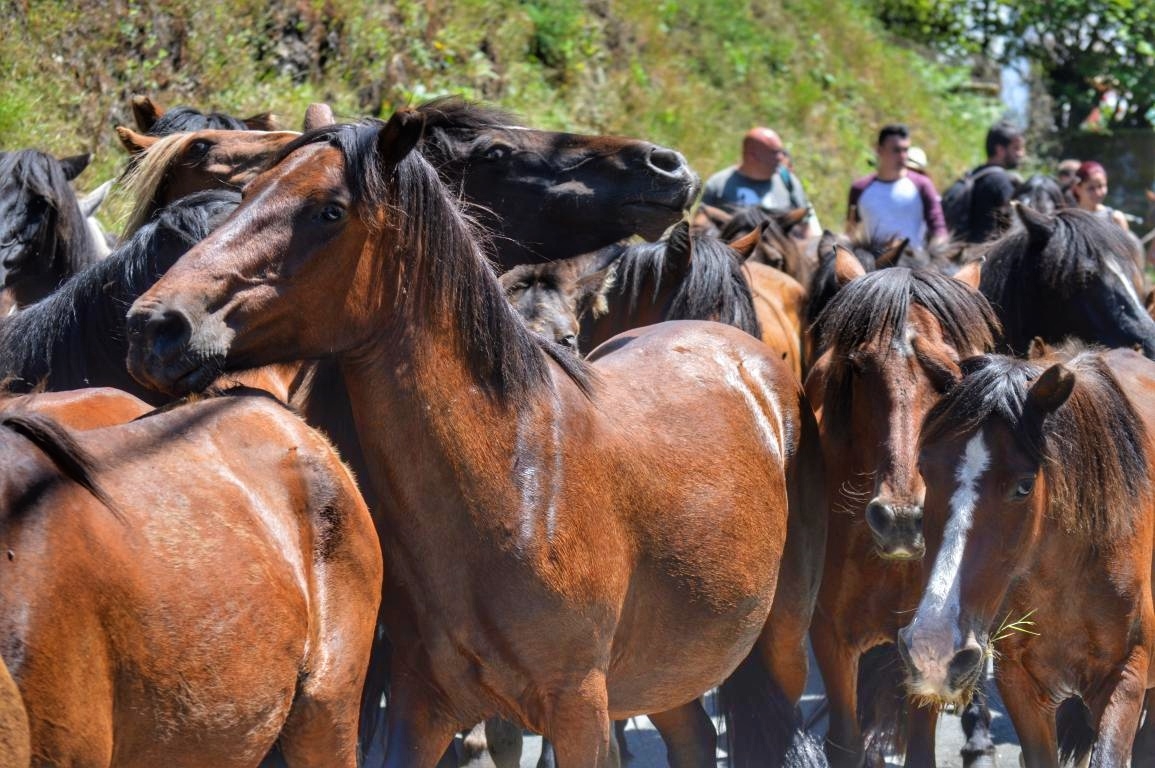 Rapa das Bestas de Sabucedo. A Estrada (Pontevedra, Galicia) Festa de interese turstico internacional. Caballos 2018