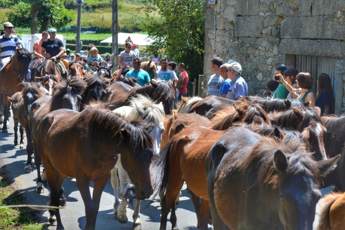 Rapa das Bestas de Sabucedo. A Estrada (Pontevedra, Galicia) Festa de interese turstico internacional. Caballos 2018