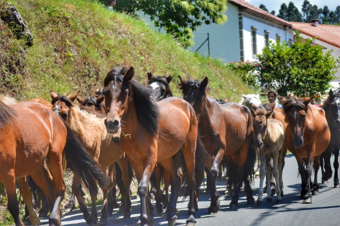 Rapa das Bestas de Sabucedo. A Estrada (pontevedra, Galicia) Festa de interese turstico internacional. Caballos 2018
