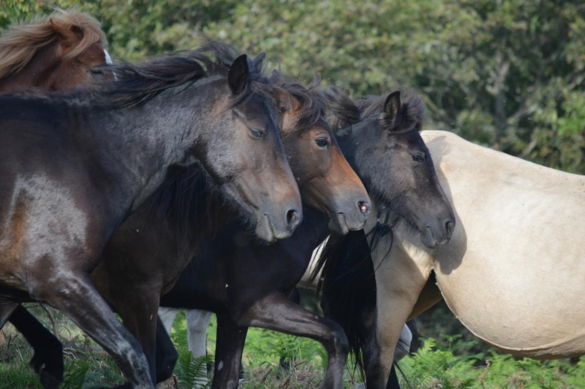 Rapa das Bestas de Sabucedo. A Estrada (pontevedra, Galicia) Festa de interese turstico internacional. Caballos 2020 byJOM