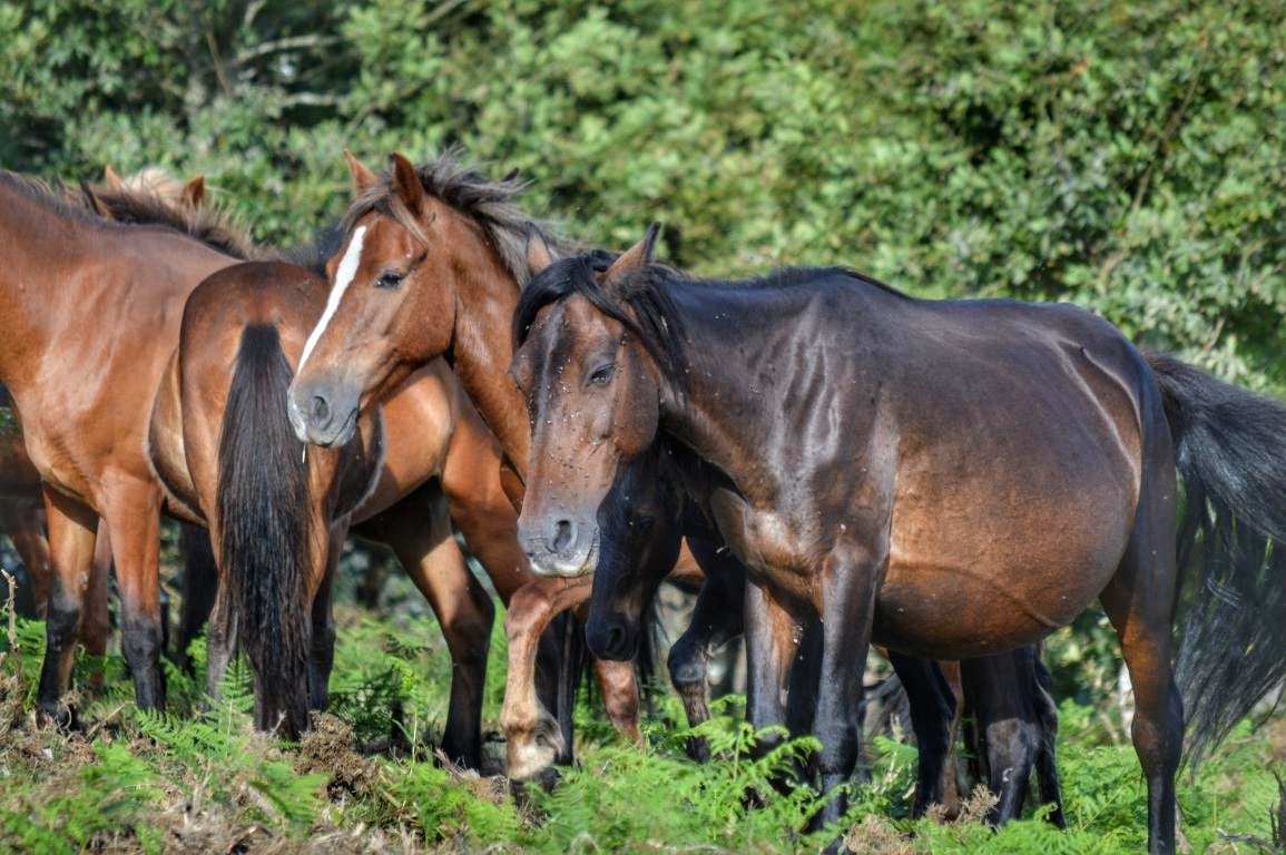 Rapa das Bestas de Sabucedo. A Estrada (pontevedra, Galicia) Festa de interese turstico internacional. Caballos 2020