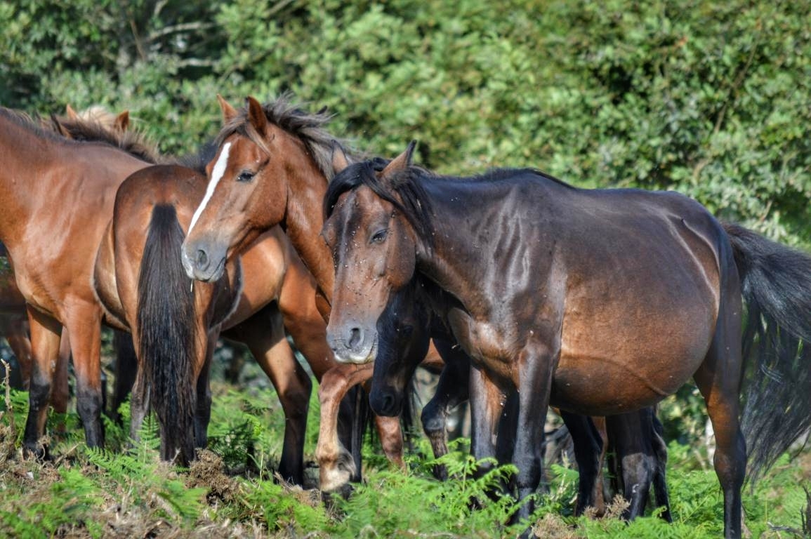 Sabucedo