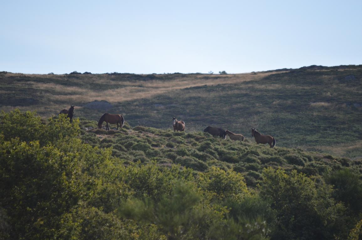 Sabucedo