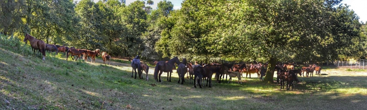 Rapa das Bestas de Sabucedo. A Estrada (pontevedra, Galicia) Festa de interese turstico internacional. Caballos 2020