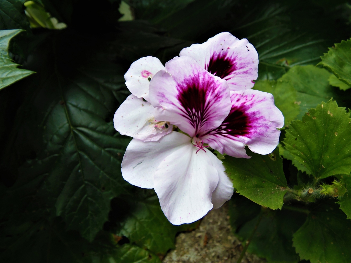 Una hermosa flor