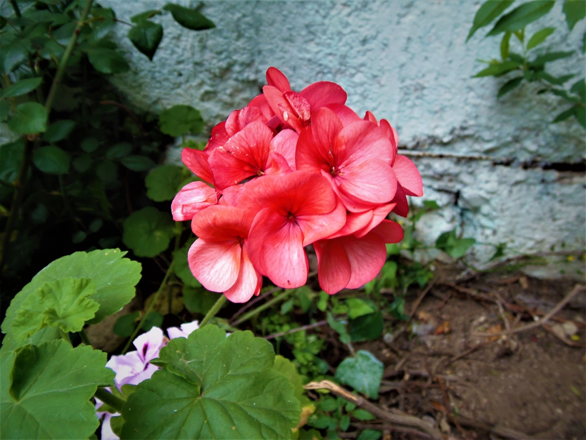 Una hermosa flor 1