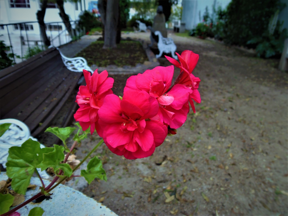 Una hermosa flor 2