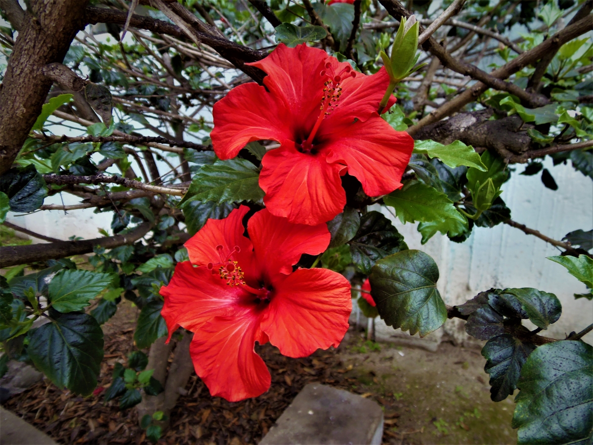 Las flores se ven ms hermosas juntas no les parece jajajaja