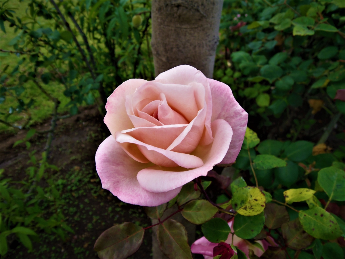 Otra hermosa entre todas las flores, ella la rosa