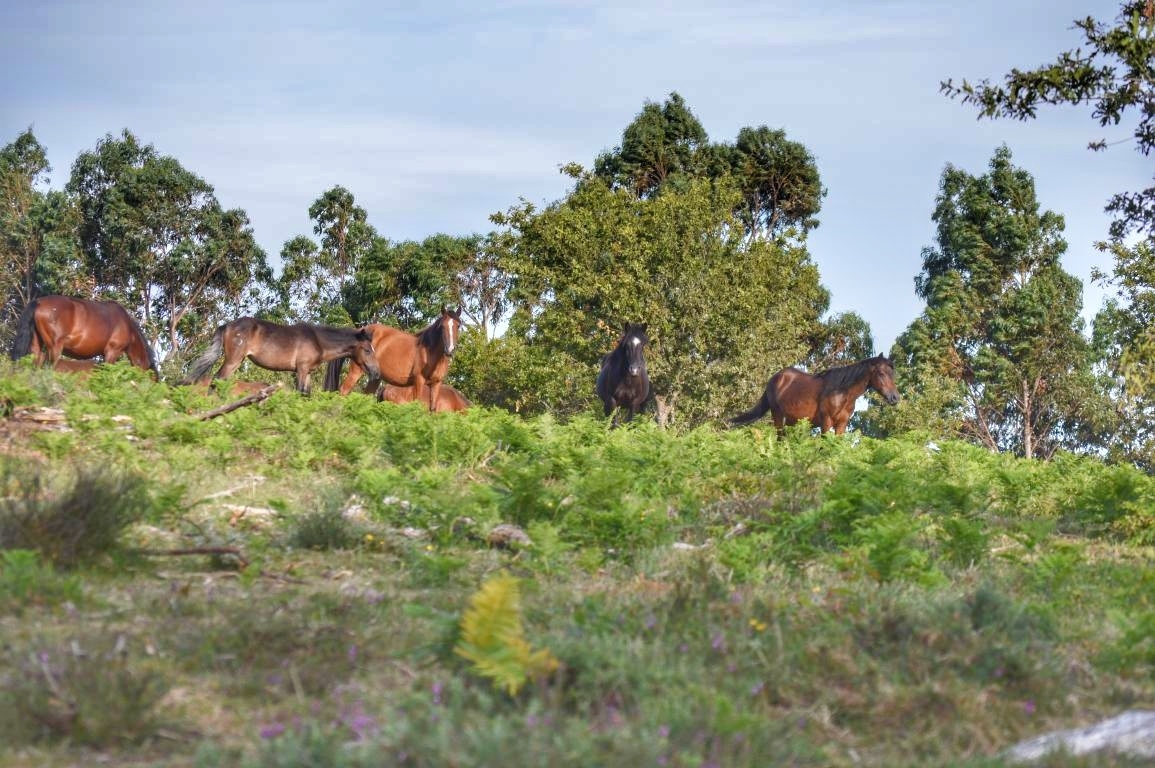 Rapa das Bestas de Sabucedo. A Estrada (pontevedra, Galicia) Festa de interese turstico internacional. Caballos 2020