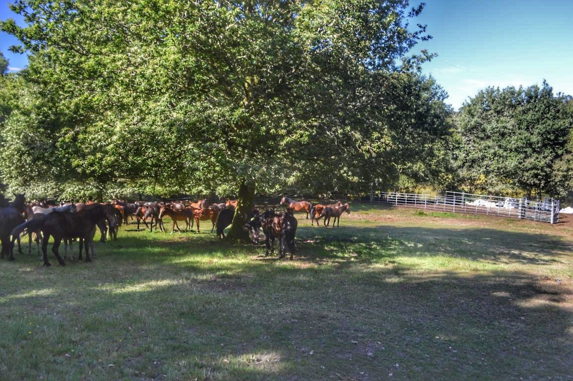 Rapa das Bestas de Sabucedo. A Estrada (pontevedra, Galicia) Festa de interese turstico internacional. Caballos 2020