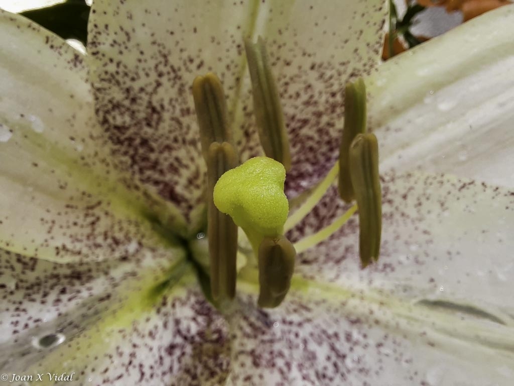 ORQUDEA