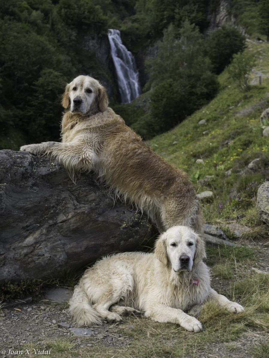 MODELOS CANINOS