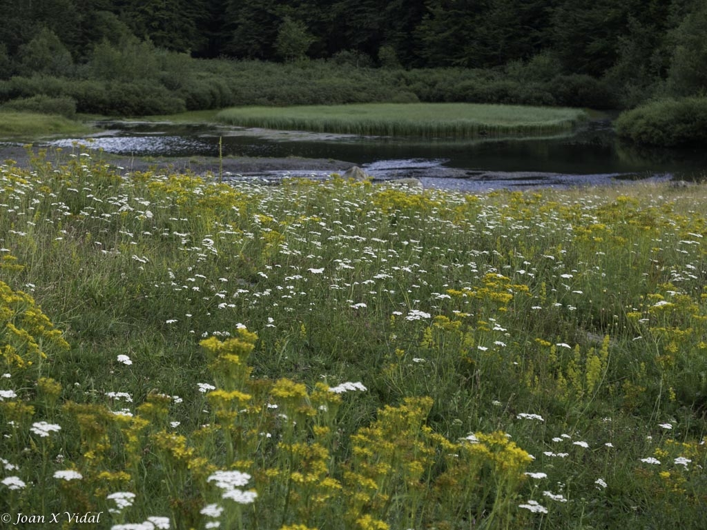 LLAC DE BARRADS