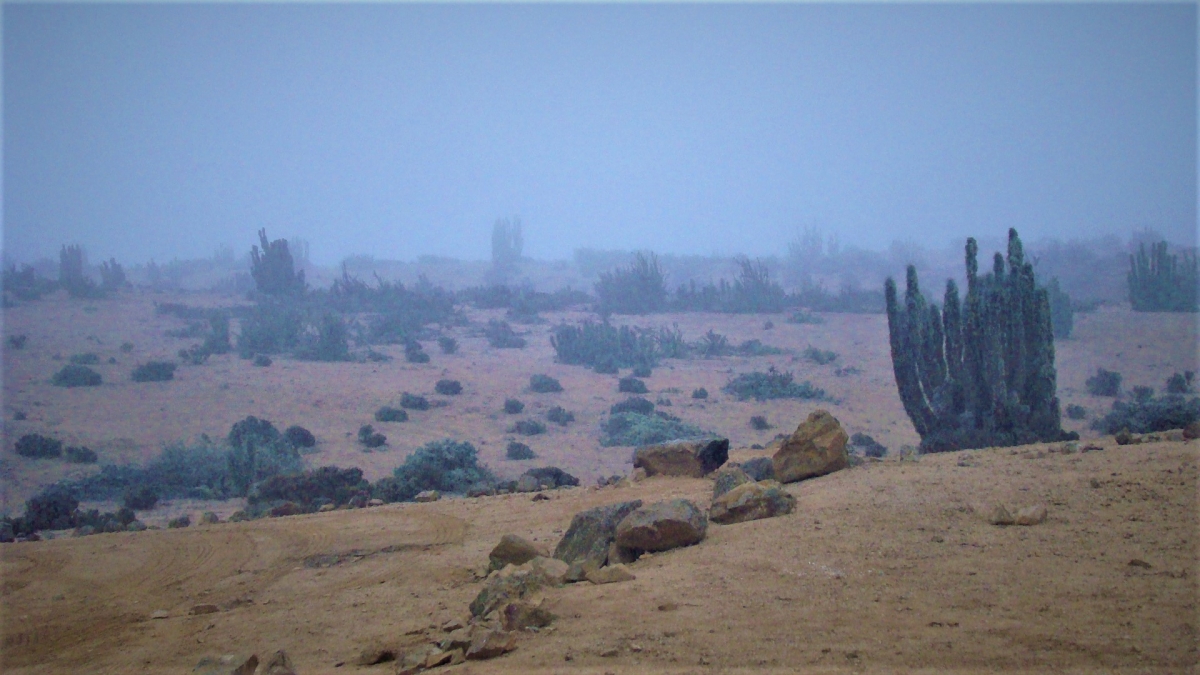 La niebla lo cubre todo