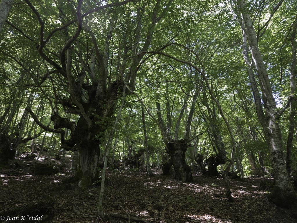 FAGEDA DE CARLAC