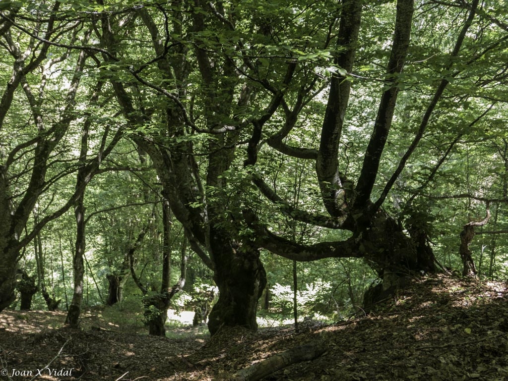 FAGEDA ENCANTADA DE CARLAC