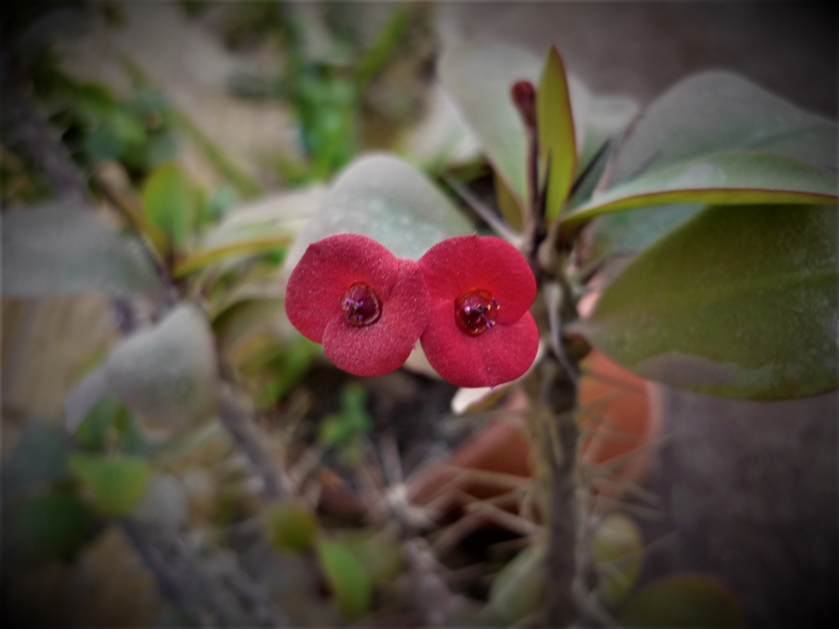 Flor 7