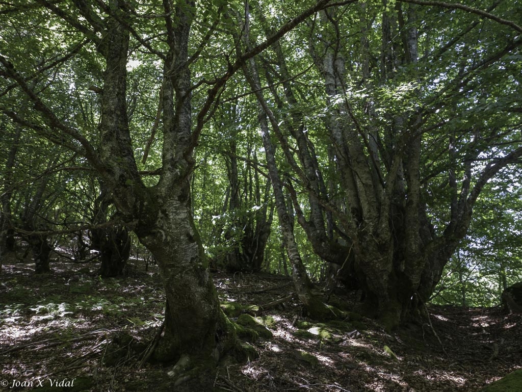 FAGEDA DE CARLAC