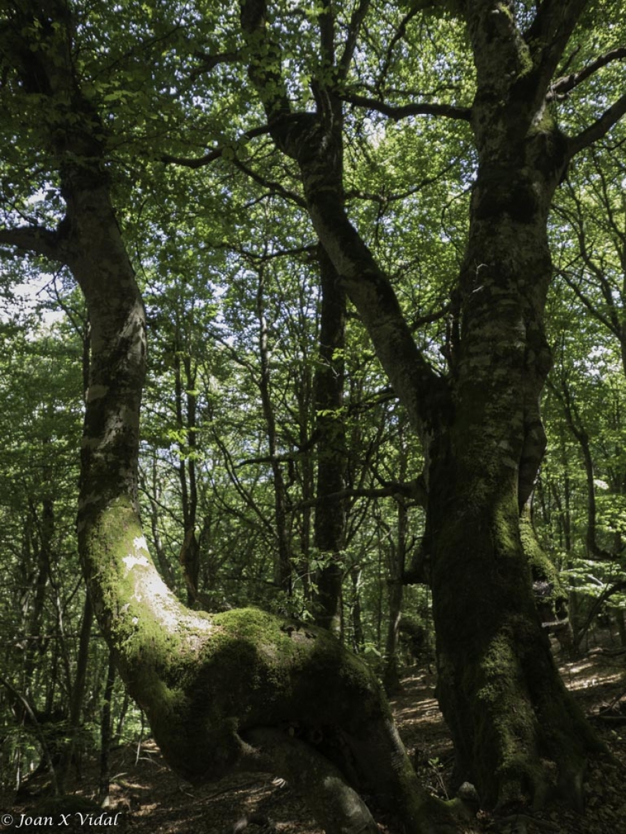 FAGEDA DE CARLAC