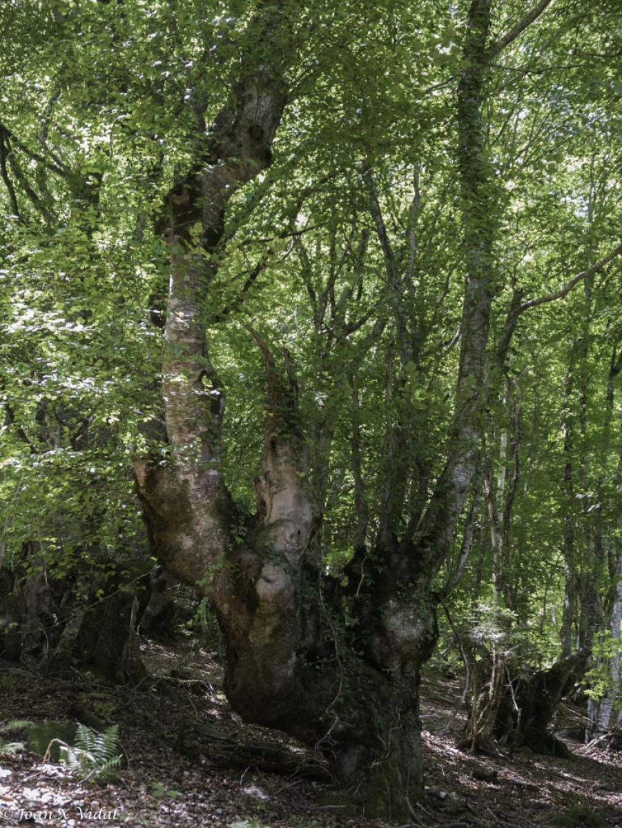 FAGEDA DE CARLAC