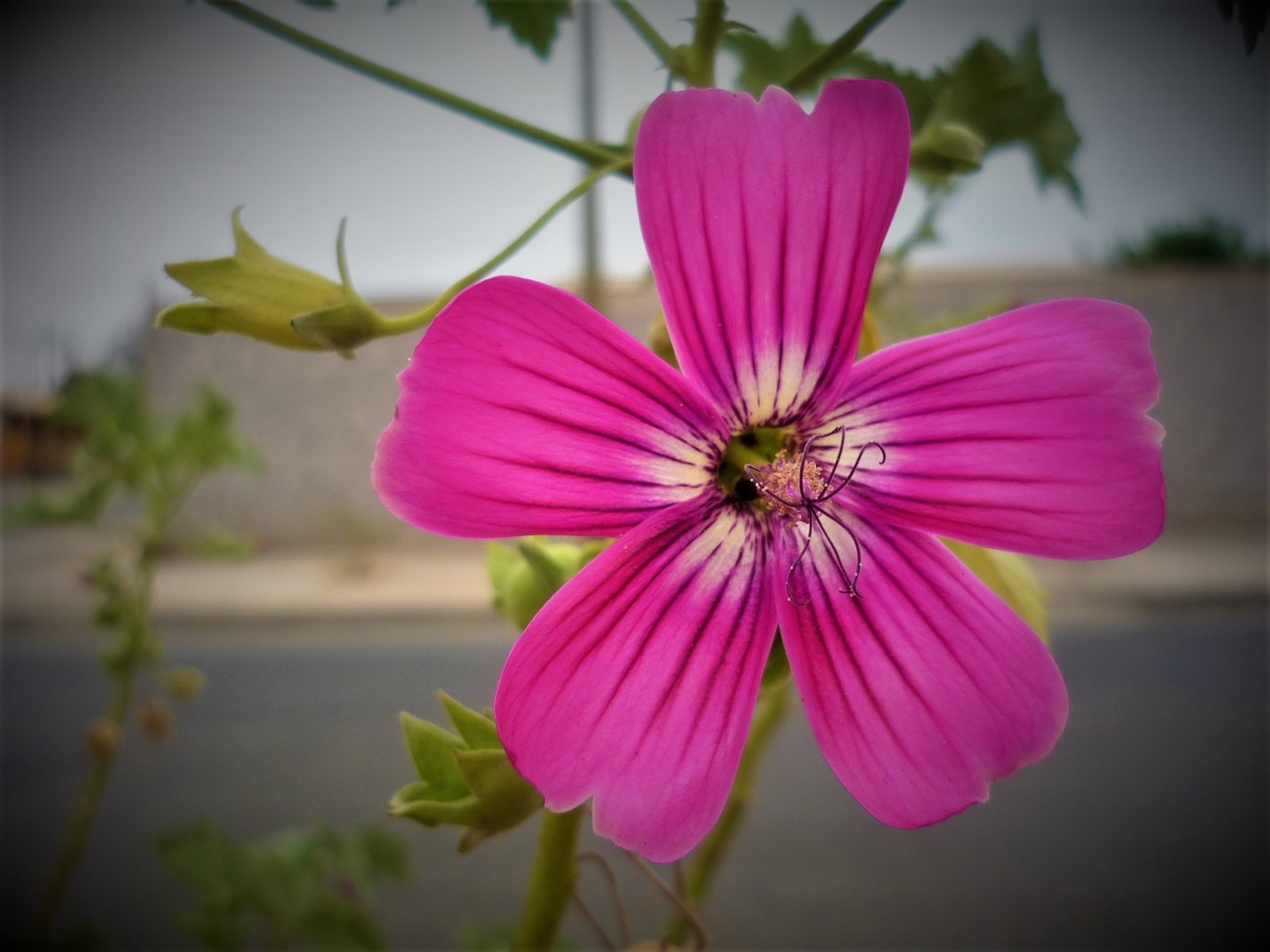 Flor de la vida jajaja