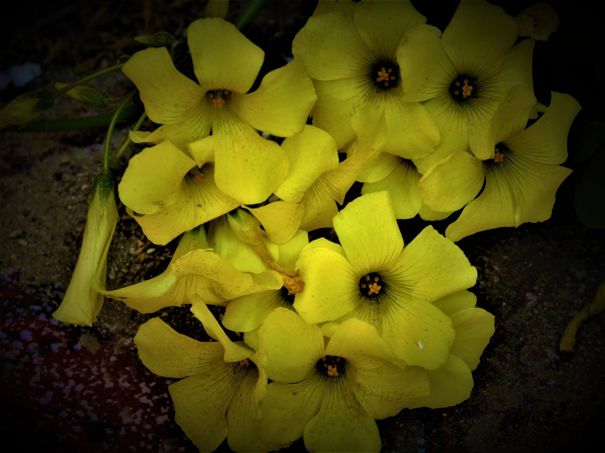 Manojo de flores del trbol