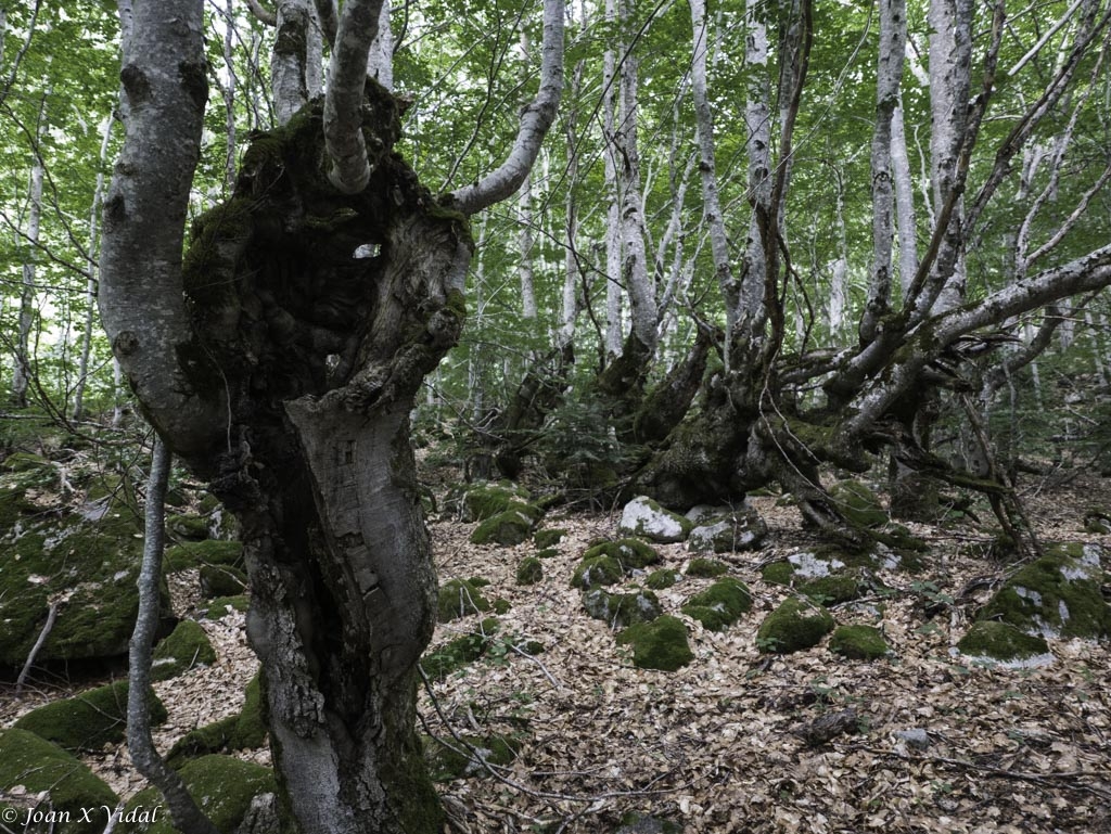 FAGEDA DE SALENQUES