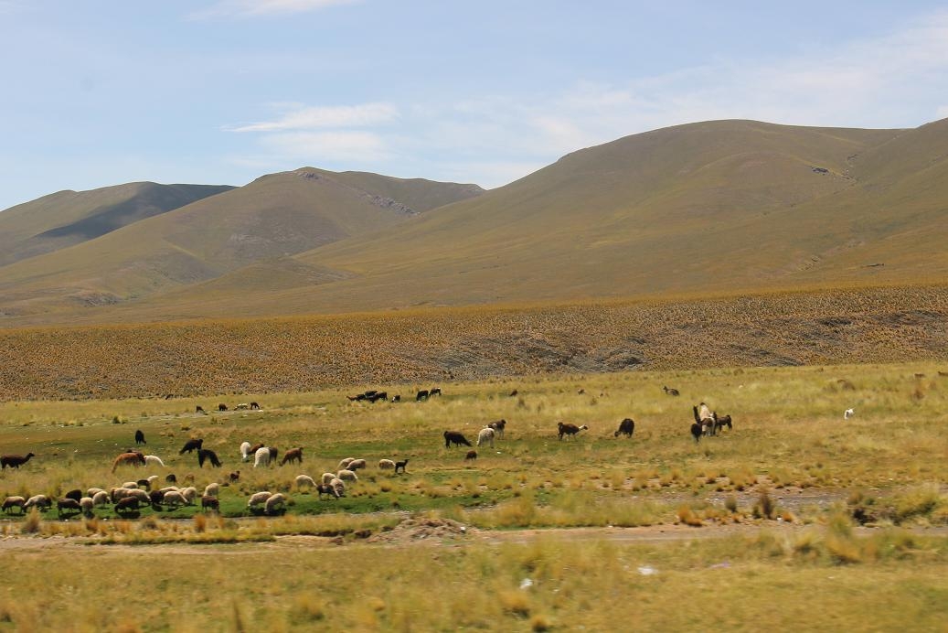 Paisaje con llamas