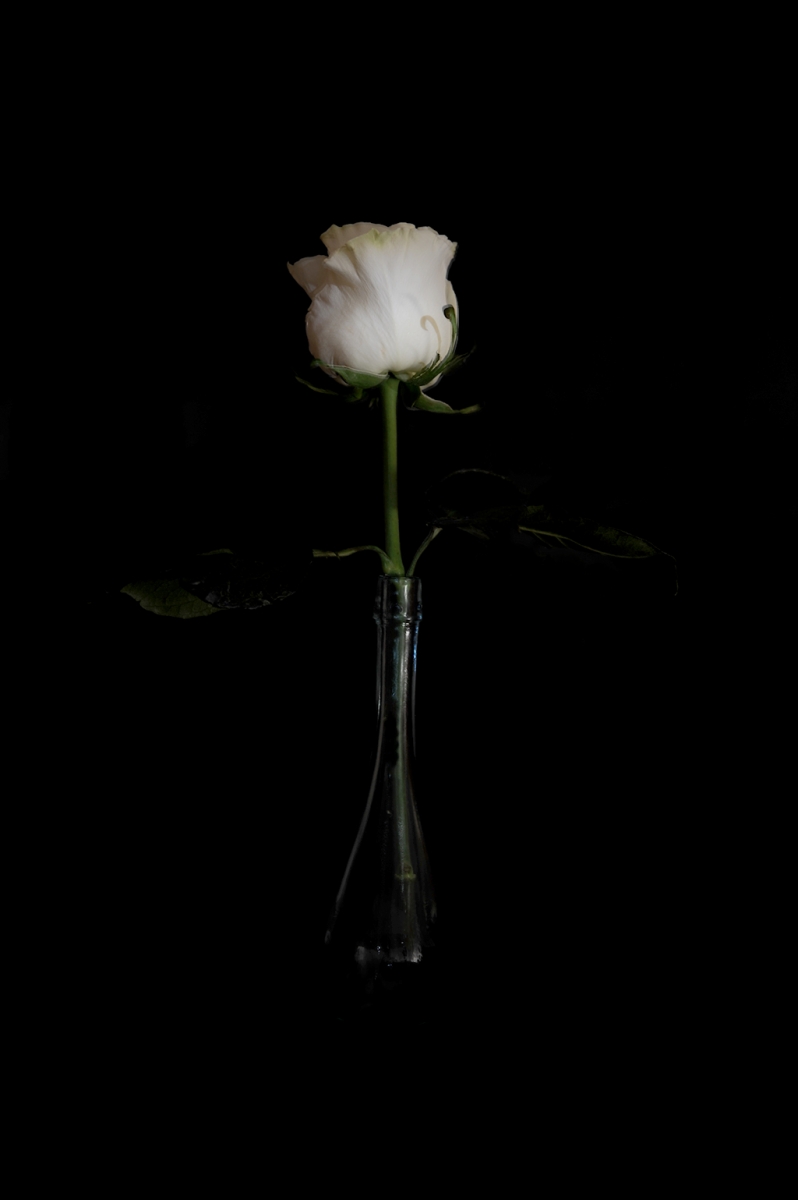 Rosa blanca