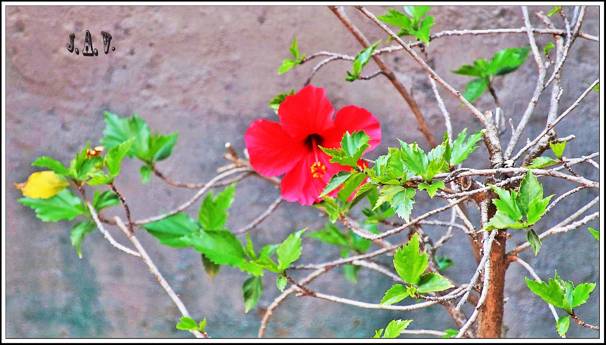 De safari en mi terraza. 24