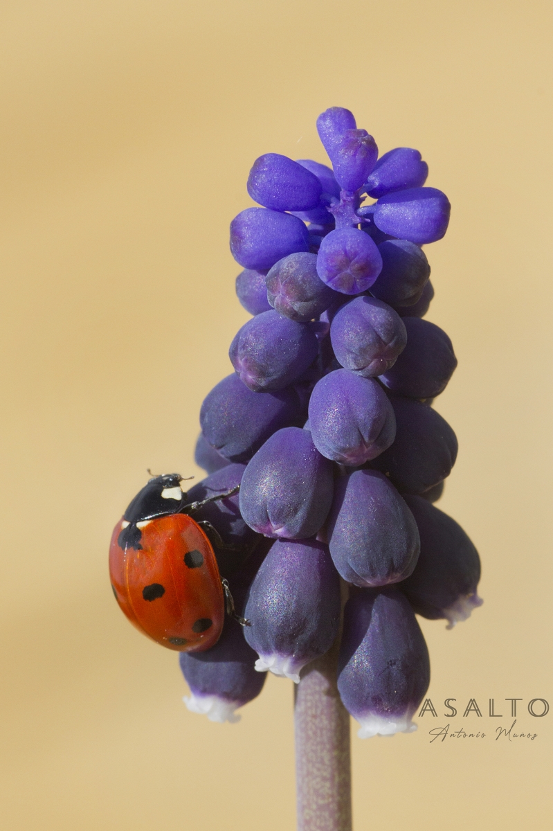 Mariquita y nazareno