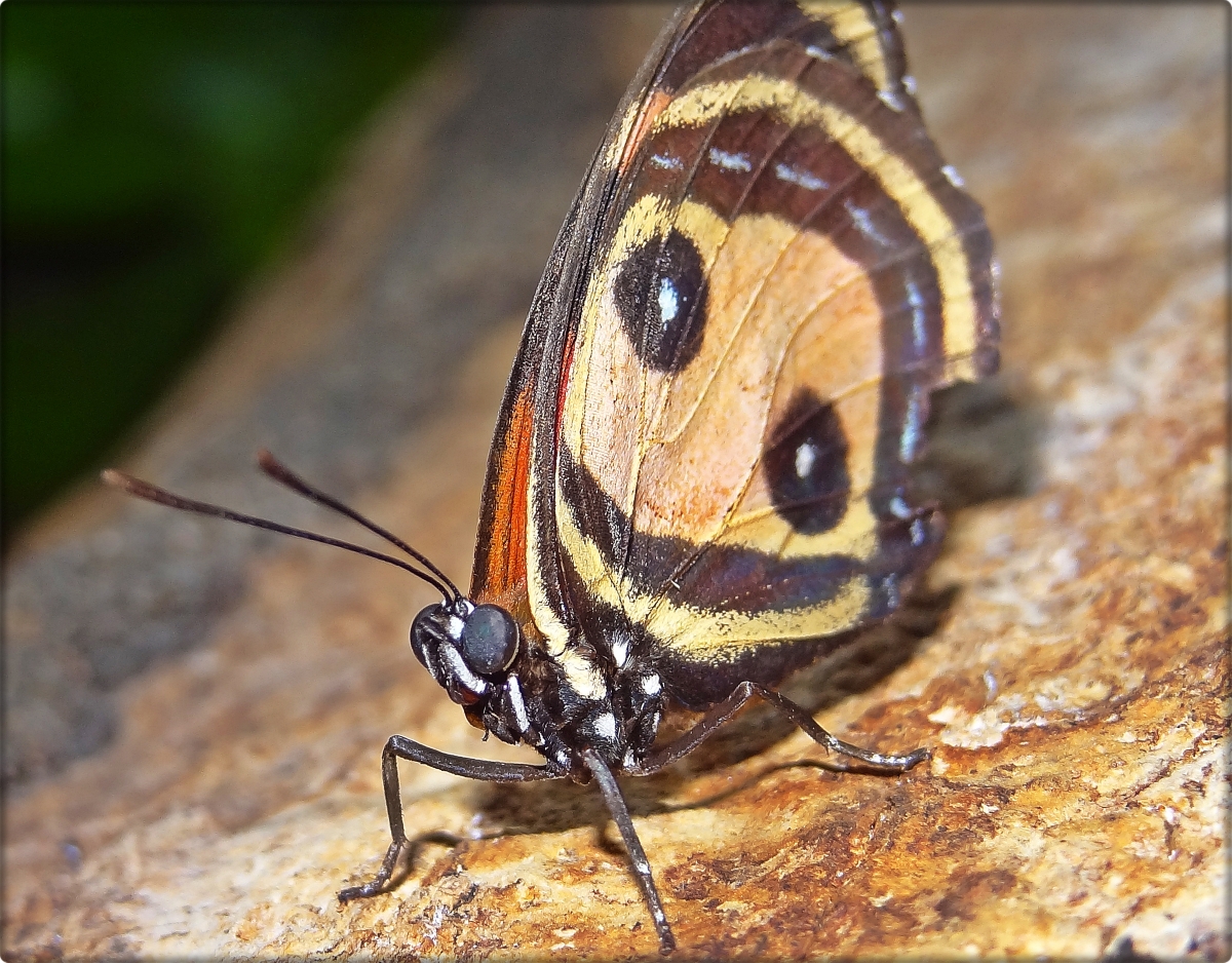 mariposita