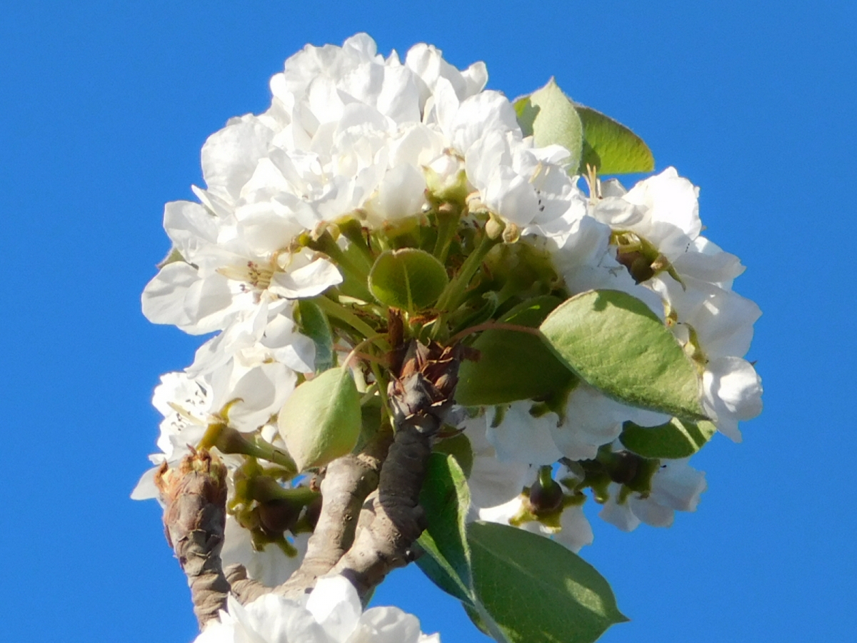 Flor de primavera